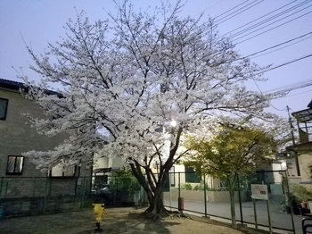 夜桜が01.jpg
