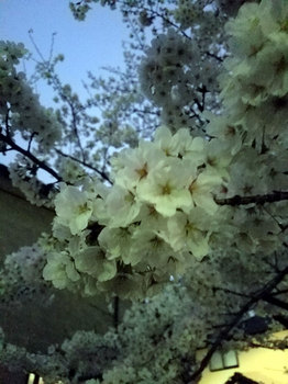 夜桜が02.jpg